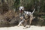 DALMATIEN 325